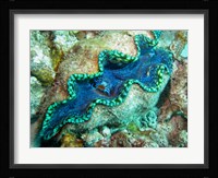 Outlet Siphon, Giant Clam, Agincourt Reef, Great Barrier Reef, North Queensland, Australia Fine Art Print