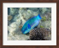 Steephead Parrotfish, Great Barrier Reef, Australia Fine Art Print