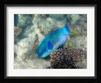 Steephead Parrotfish, Great Barrier Reef, Australia Framed Print