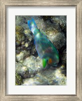 Surf Parrotfish, Low Isles, Great Barrier Reef, Australia Fine Art Print