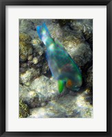 Surf Parrotfish, Low Isles, Great Barrier Reef, Australia Fine Art Print