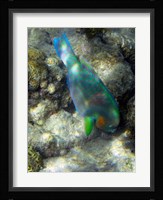 Surf Parrotfish, Low Isles, Great Barrier Reef, Australia Framed Print