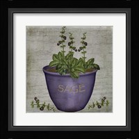 Herb Sage Framed Print