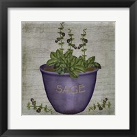 Herb Sage Framed Print