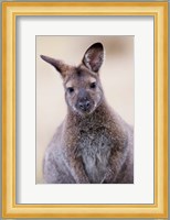 Close up of Red-necked and Bennett's Wallaby wildlife, Australia Fine Art Print