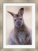 Close up of Red-necked and Bennett's Wallaby wildlife, Australia Fine Art Print