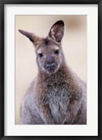 Close up of Red-necked and Bennett's Wallaby wildlife, Australia Fine Art Print