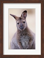 Close up of Red-necked and Bennett's Wallaby wildlife, Australia Fine Art Print