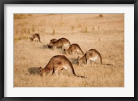 Eastern Grey Kangaroo group grazing Fine Art Print