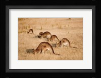 Eastern Grey Kangaroo group grazing Fine Art Print
