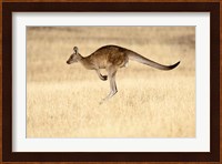 Eastern Grey Kangaroo, Tasmania, Australia Fine Art Print