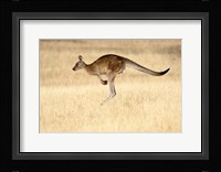 Eastern Grey Kangaroo, Tasmania, Australia Fine Art Print