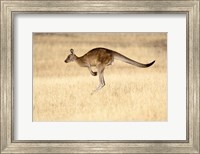 Eastern Grey Kangaroo, Tasmania, Australia Fine Art Print