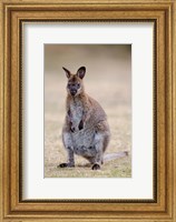 Red-necked and Bennett's Wallaby wildlife, Australia Fine Art Print