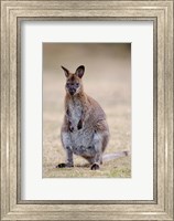 Red-necked and Bennett's Wallaby wildlife, Australia Fine Art Print