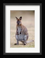 Red-necked and Bennett's Wallaby wildlife, Australia Fine Art Print