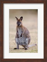 Red-necked and Bennett's Wallaby wildlife, Australia Fine Art Print