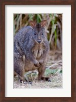 Tasmanian Pademelon wildlife, Tasmania, Australia Fine Art Print
