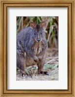 Tasmanian Pademelon wildlife, Tasmania, Australia Fine Art Print