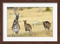 Eastern Grey Kangaroo group standing upright Fine Art Print