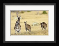 Eastern Grey Kangaroo group standing upright Fine Art Print