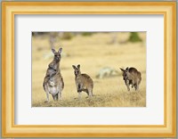 Eastern Grey Kangaroo group standing upright Fine Art Print