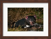 Tasmanian Devil wildlife eating carrion, Tasmania Fine Art Print