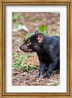 Tasmanian Devil wildlife, Tasmania, Australia Fine Art Print