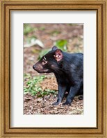 Tasmanian Devil wildlife, Tasmania, Australia Fine Art Print