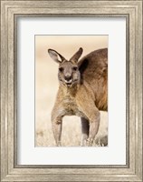 Eastern Grey Kangaroo portrait Fine Art Print