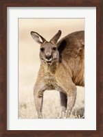 Eastern Grey Kangaroo portrait Fine Art Print