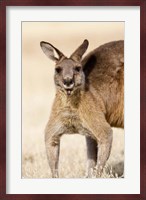 Eastern Grey Kangaroo portrait Fine Art Print