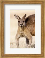 Eastern Grey Kangaroo portrait Fine Art Print