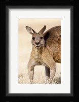 Eastern Grey Kangaroo portrait Fine Art Print