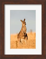 Eastern Grey Kangaroo portrait during sunset Fine Art Print