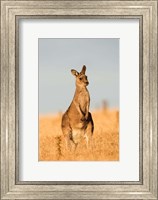 Eastern Grey Kangaroo portrait during sunset Fine Art Print