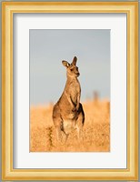 Eastern Grey Kangaroo portrait during sunset Fine Art Print