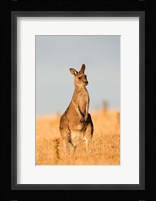 Eastern Grey Kangaroo portrait during sunset Fine Art Print
