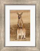 Eastern Grey Kangaroo portrait frontal Fine Art Print