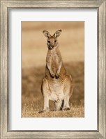 Eastern Grey Kangaroo portrait frontal Fine Art Print