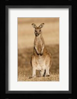 Eastern Grey Kangaroo portrait frontal Fine Art Print