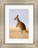 Eastern Grey Kangaroo portrait lateral view Fine Art Print