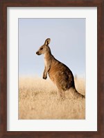 Eastern Grey Kangaroo portrait lateral view Fine Art Print