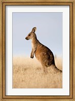 Eastern Grey Kangaroo portrait lateral view Fine Art Print