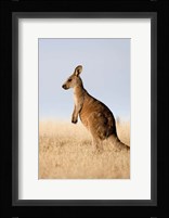 Eastern Grey Kangaroo portrait lateral view Fine Art Print