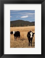 Australia, New South Wales, Wauchope, Cows, Farmland Fine Art Print