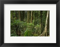 Australia, NSW, Rainforest Trees, Wonga Walk, Dorrigo NP Fine Art Print