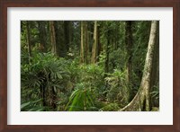 Australia, NSW, Rainforest Trees, Wonga Walk, Dorrigo NP Fine Art Print