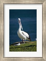 Australian Pelican bird, Blacksmiths, Australia Fine Art Print
