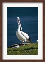 Australian Pelican bird, Blacksmiths, Australia Fine Art Print